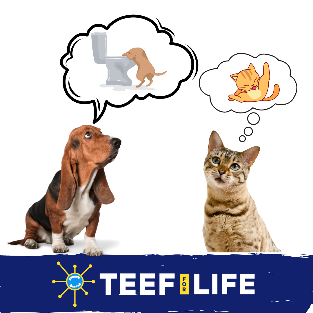 TEEF for Life - Protektin42K - Kit: Prebiotic Dental Powder for ALL pets (Sodium-free)