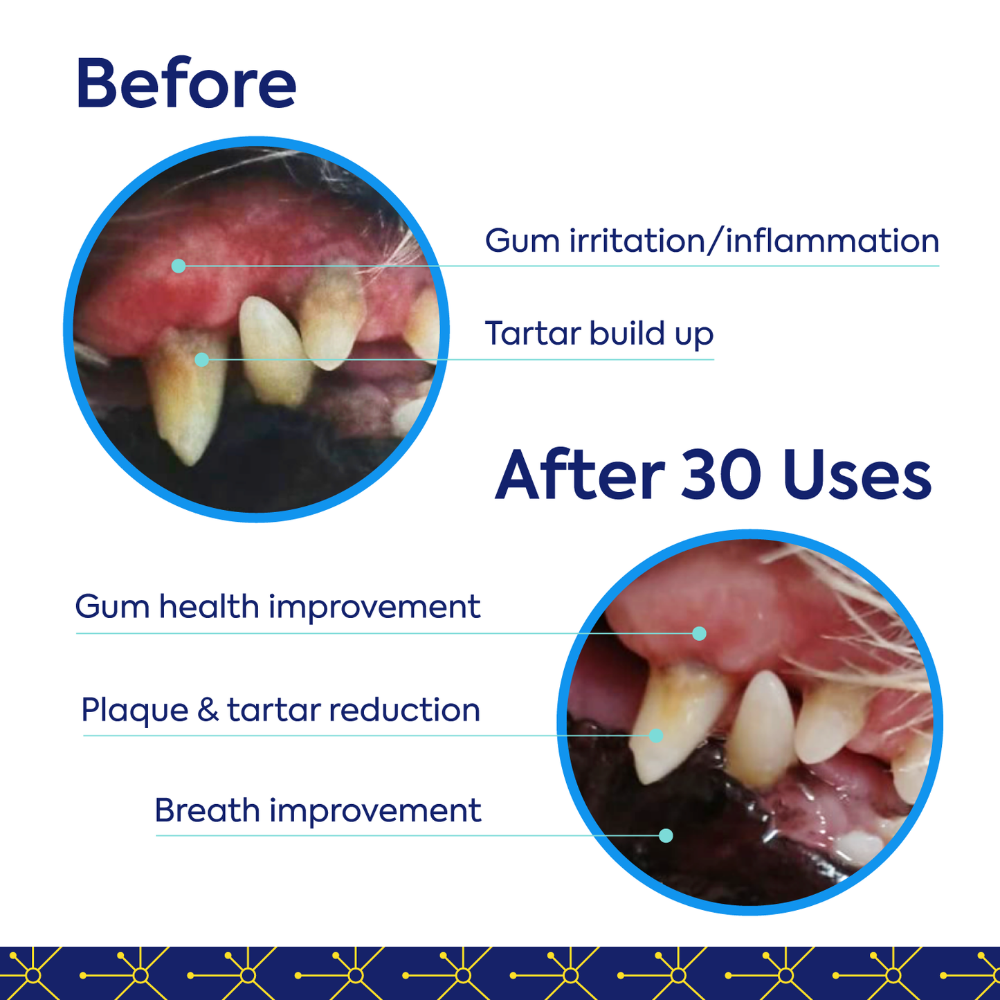 TEEF for Life - Protektin42K - Kit: Prebiotic Dental Powder for ALL pets (Sodium-free)