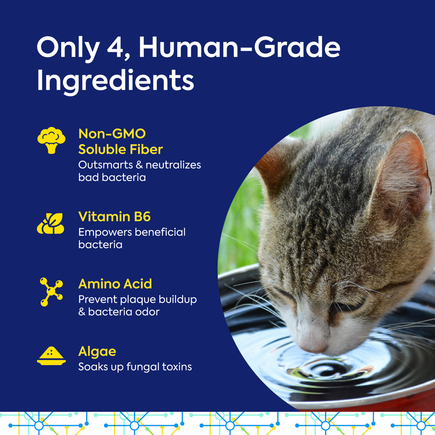 TEEF for Life - Protektin30™ - Kit: Prebiotic Dental Powder for Cats