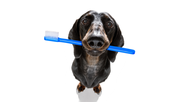 Pet Dental Products - Educate Yourself