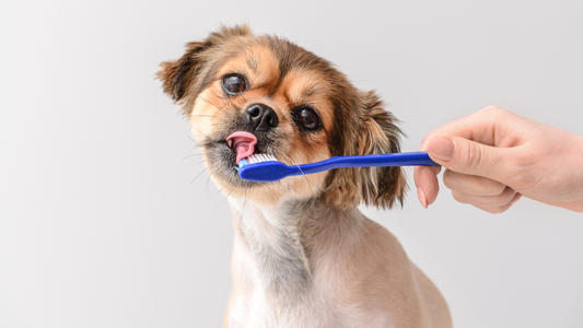 Understanding the Importance of Oral Health for Dogs and Cats: A Comprehensive Guide
